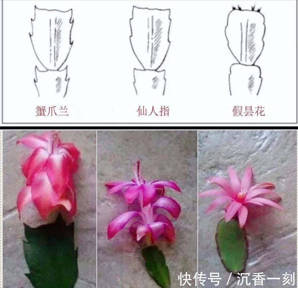蟹爪兰|真假蟹爪兰,十有八九会认错,“嫁给”仙人掌后,统统开成花大树