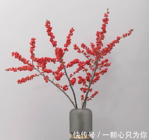 “新宠”北美冬青气质款植物,观果植物中的轻奢品