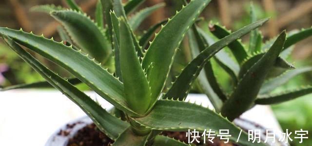 玉髓|这两种植物养得好,稍微注意就能养出老桩来价值高气势好