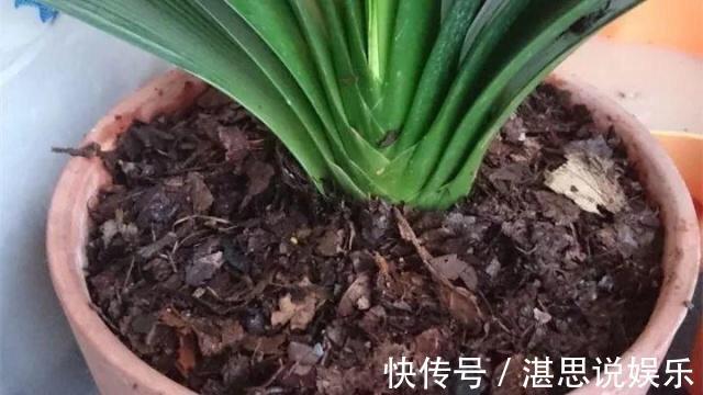 松针土|秋天养君子兰,盆土里加点它,叶片蹭蹭长爆盆,一盆开花30朵