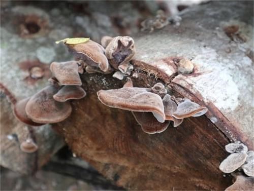 椴树死后长出的东西,过去我们以为有毒,如今60元一斤还稀罕