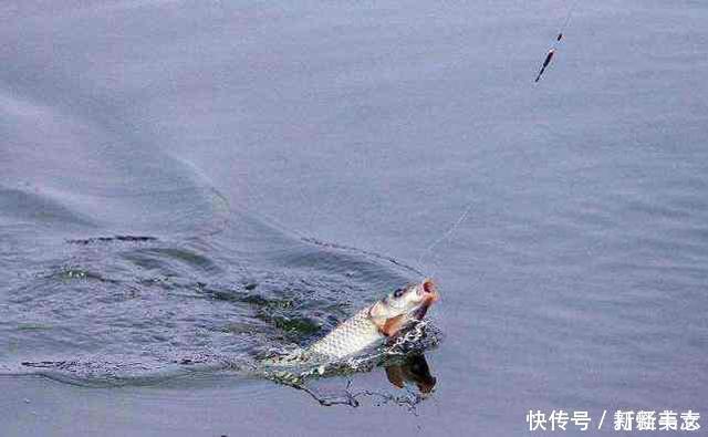捕鱼|老外用水管做弹弓来捕鱼,会有怎样的收获?网友:关键看技术