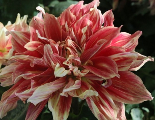 这款小花,在家养一盆,四季开花不断,越看越美,花朵烂漫迷人眼