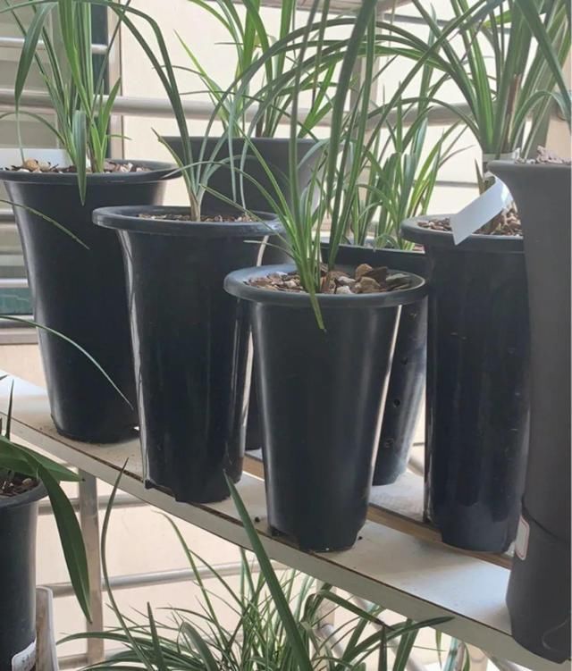 多肉|5种花盆养花,怪不得都死了,全是样子货