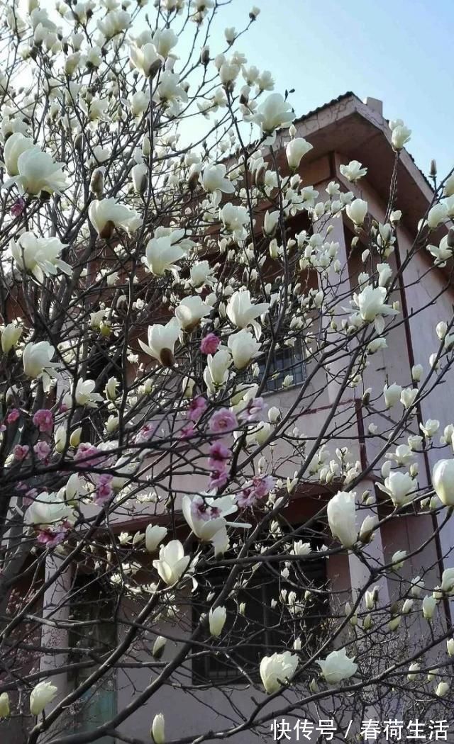 种树|院子里别乱种树,海棠“富贵满堂”,桂花“出贵子”,旺运添福