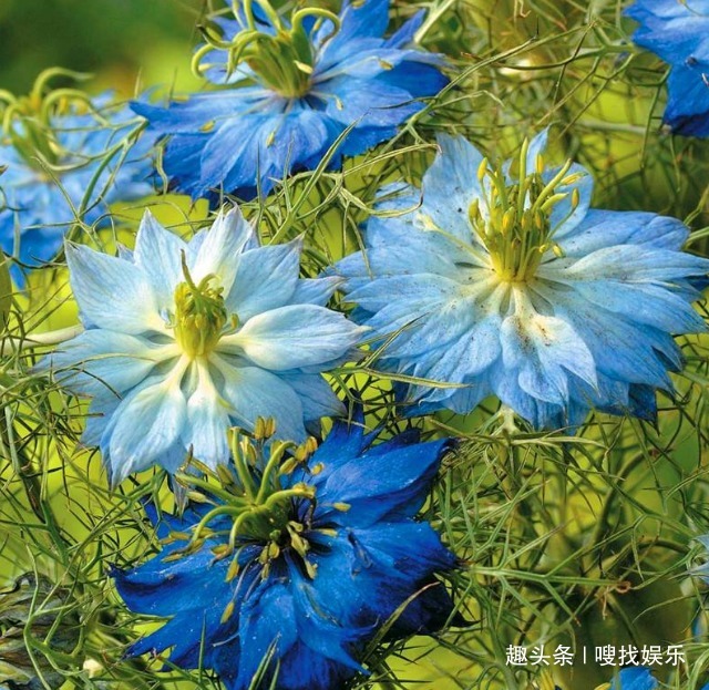 花语#此花花色绚丽，娇美动人的花姿呈现出浪漫色彩，寓意为清新的爱情