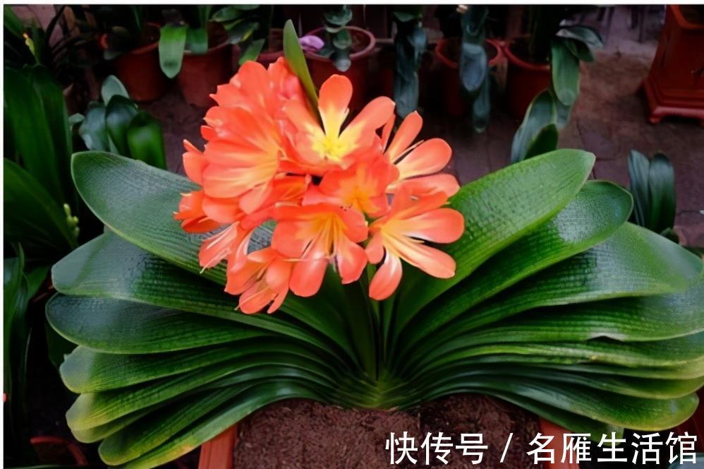花盆|君子兰有“6忌”，难怪越养越“糟糕”，新手看了可规避