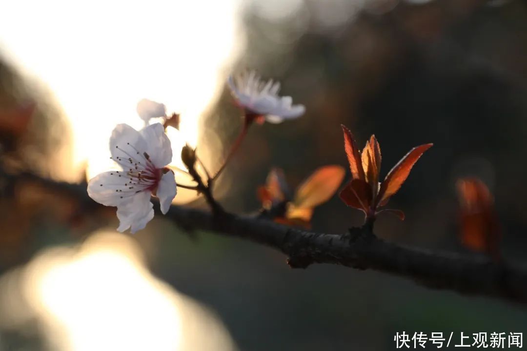 金海“梅”景，亦是美景