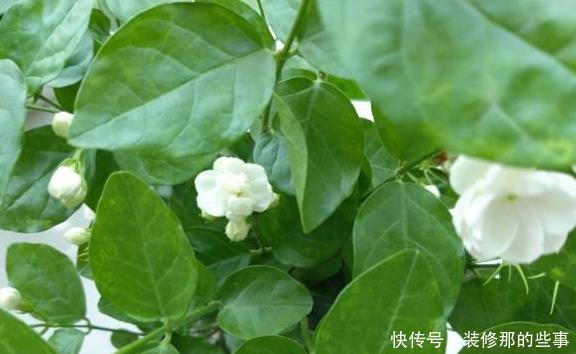 养好茉莉花,这一步“不能缺”花开一茬接一茬,连续不间断