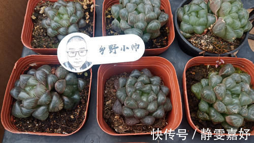 板结|养多肉浇水需要注意细节,浇水方式要考虑多方面,才能养好肉肉