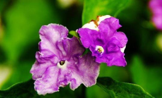 聪明人都养4种花,财源滚滚来,招财又开运,你养了吗?