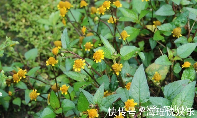 细胞|这一种植物事农村老人口中“黄金万两，不认识是草，懂它就是宝