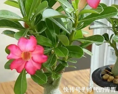 沙漠玫瑰|这三种花最不爱喝水,越是旱它越是轻松长不停,懒人必备