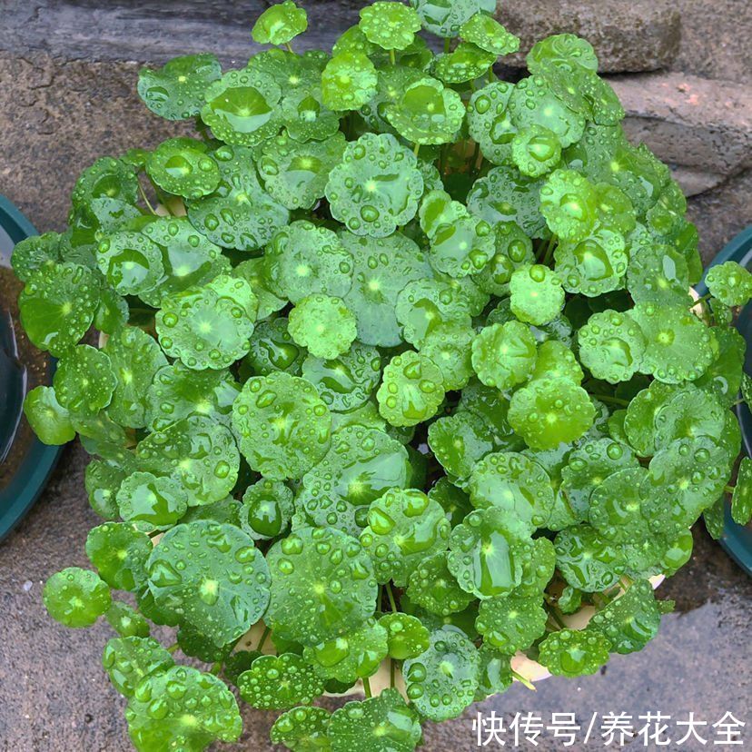 家里要是有院子，千万别养这4种花，泛滥了不好收拾