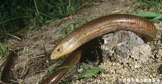 和蛇长得一模一样却不是蛇类,常被人们错