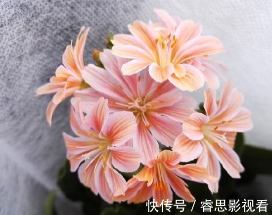 露薇|此款花卉，好养易爆盆，晒晒太阳就开花，绚丽夺目