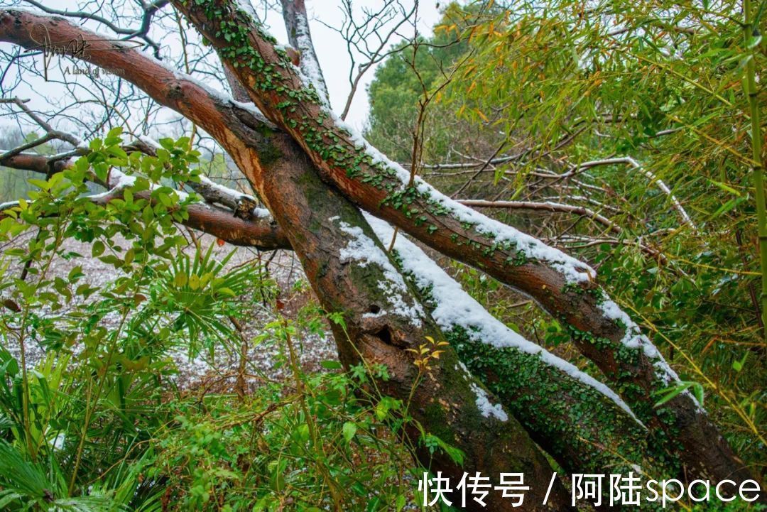 耳听八方|在雨雪天气游玩西溪湿地,风景很美但也要当心这些地方