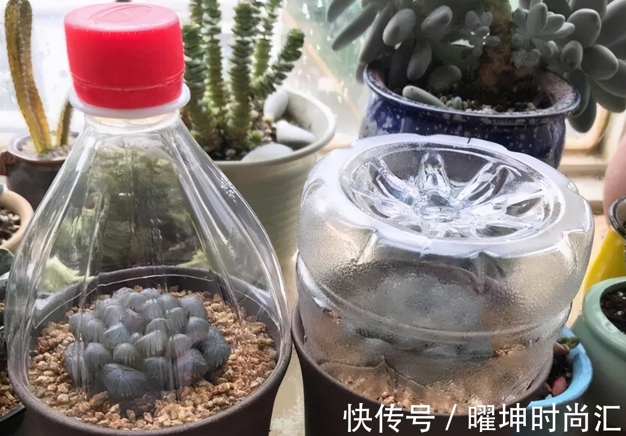 漂亮的多肉玉露是怎么养出来的？春天把握住这几点，叶片晶莹剔透