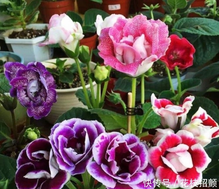 3种花耐旱又耐晒,花开就爆盆,漂亮又好养