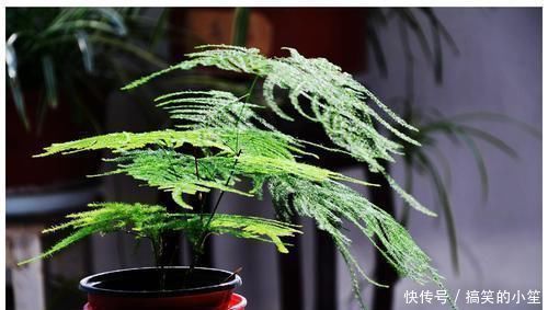 室内采光不够,养花就挑耐阴花,呼呼爆盆