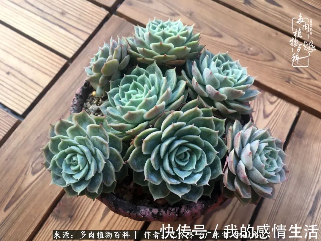 养多肉的路上患得患失，却依然如最初般热爱！