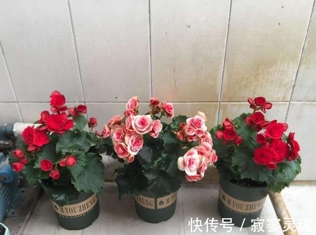 老花农教你这么做,花儿不积水不烂根,盆盆长的精神