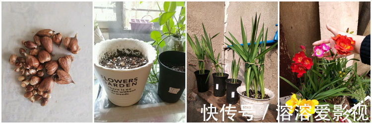 喜欢养玫瑰,不如养“高档玫瑰”黑魔术玫瑰,色彩深红,花型大气