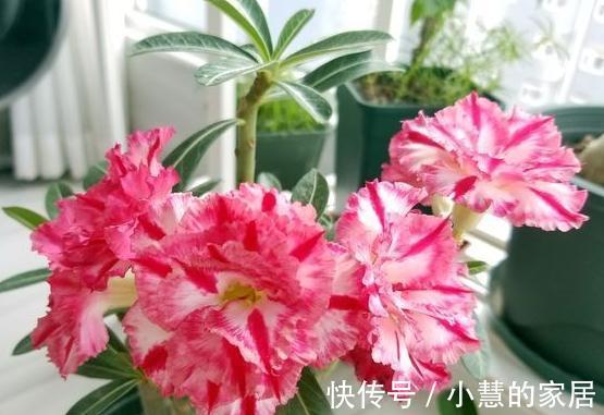 沙漠玫瑰怎么养，掌握这四点技巧枝叶翠绿花苞多