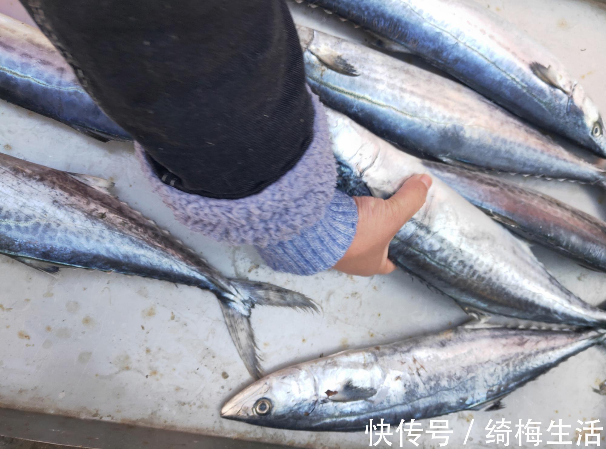 鲅鱼|这鱼便宜还没刺，遇到从不手软，一买就是七八斤，营养丰富味鲜美