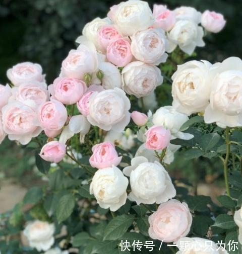 有香味的月季才有灵魂,优秀的浓香月季品种推荐