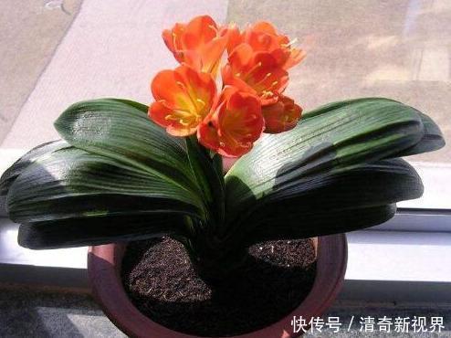 发酵|君子兰盆底加点“料”,叶片油亮又肥厚,比“激素”还好使!