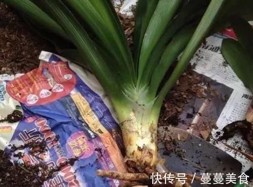 过期小药片不要丢，尤其是这3种，用来养花，生根快开花多