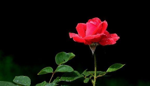 喜欢养花,就养这4种花,并且非常好养,一年四季都有花