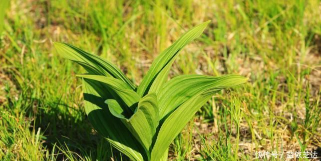中医|有一味剧毒的中药材,在古代是家家有,和参类中药是“仇家”