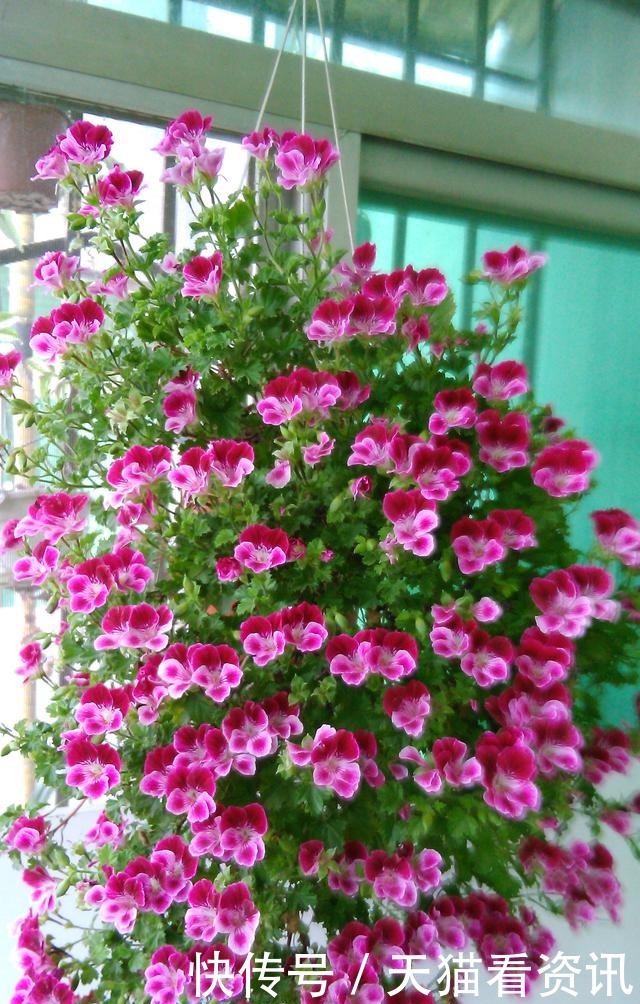 此花是世界名花,花期几乎全年,灿烂绚丽,种植容易,是盆栽佳品