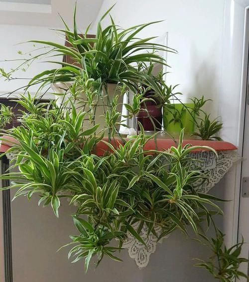 吊兰|吊兰盆里,每月用“它”浇一次,猛长“小吊兰”,太好看