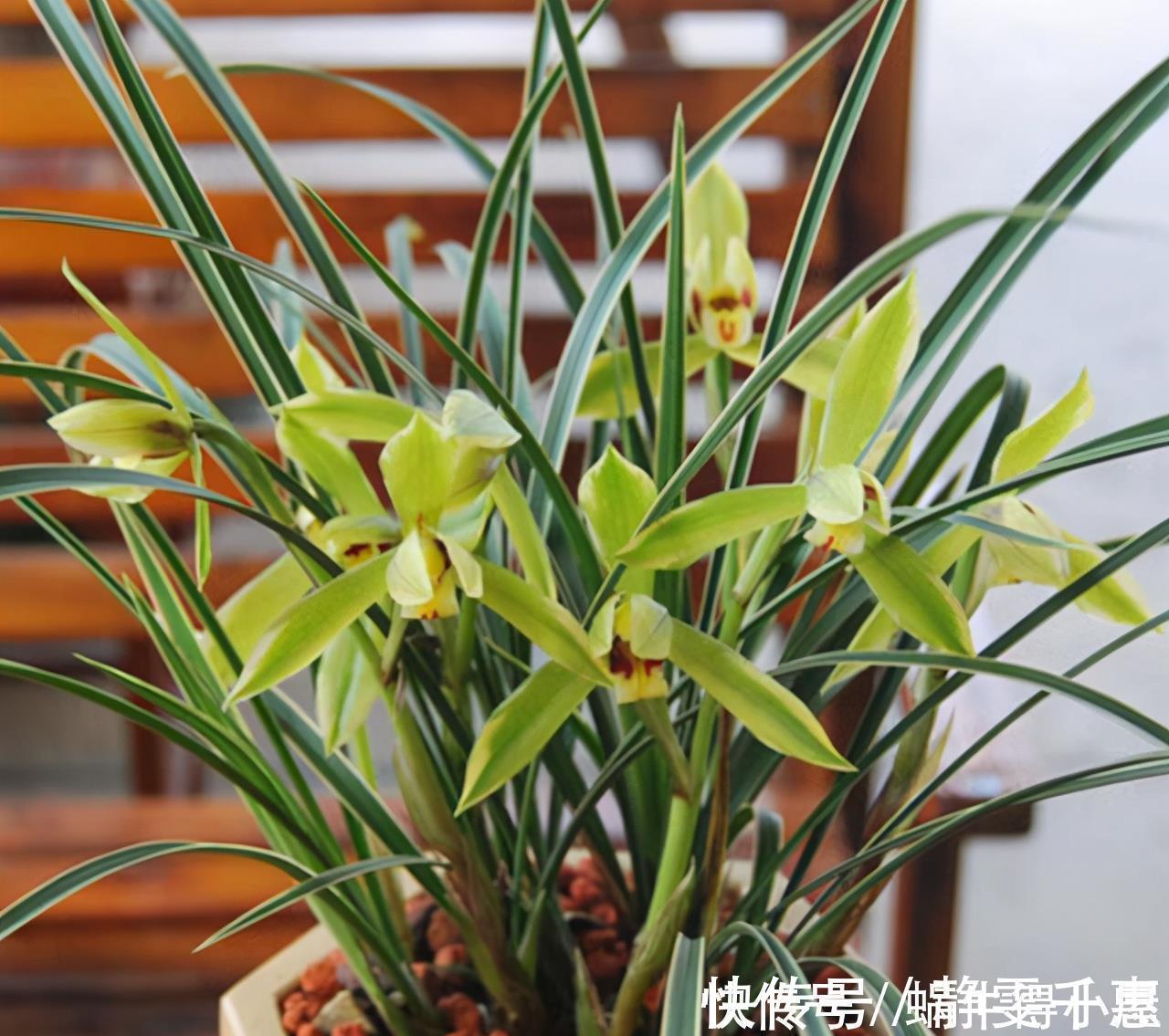 想让兰花早发芽，这“三位置”留点水，催出一圈苞，绽放层叠群兰