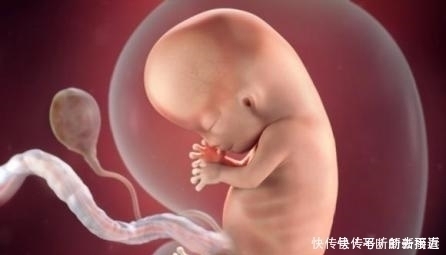 肚子|肚子里的孩子在什么时候会进入猛涨期呢?