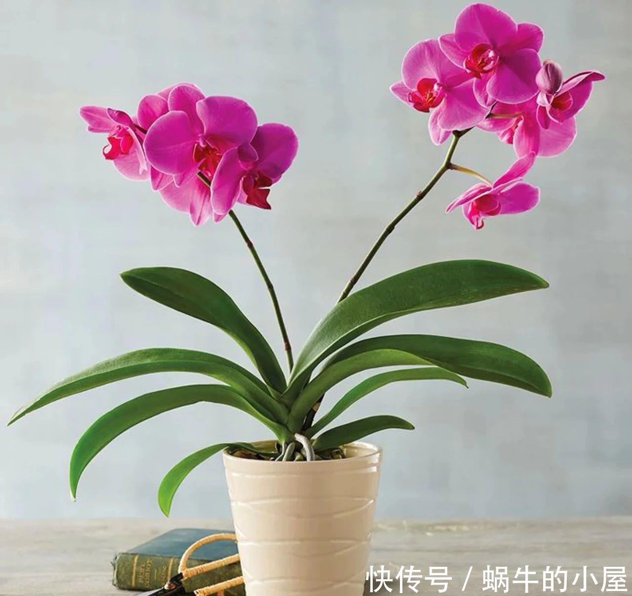 不同环境适合养的盆栽花卉,选合适自己的开花植物很重要