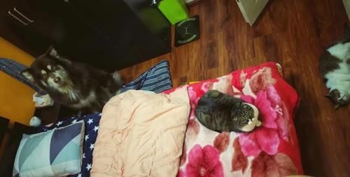  毛毯|听说，你家里也有一床没咋洗过的花毛毯？