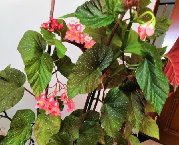 耐阴怕晒的花,一晒叶子就发黄干裂,放阴凉地养得好!