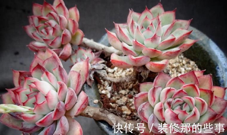 浇水|多肉花月夜叶片皱皱的要小心,可能是这些地方出问题在警示