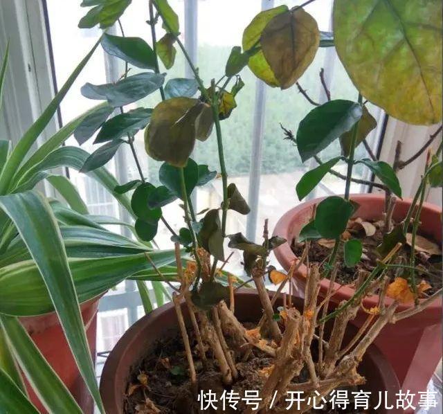 10种花，一降温就黄叶，赶紧换个地方养