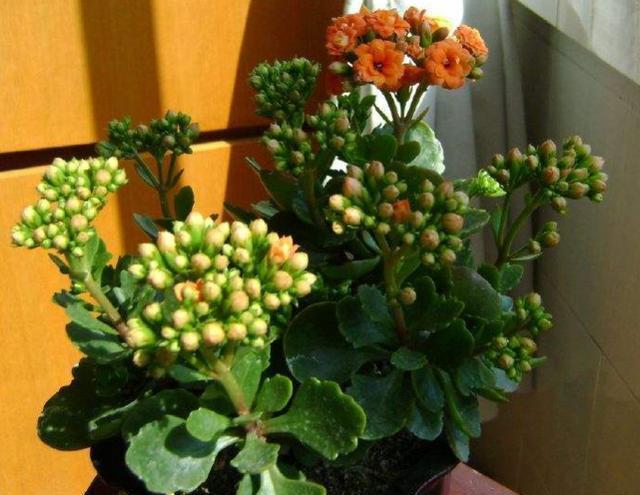 小事|夏季养长寿花,这些“小事”不要停,植株不打蔫,冬季必然开爆盆