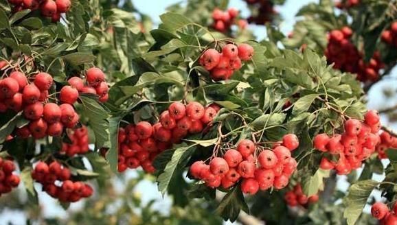 山楂被称为“养生高手”,加一物,或许会带来意想不到的变化