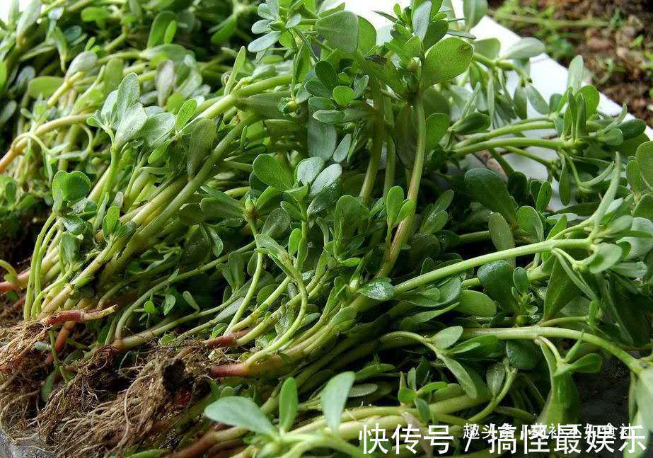 流产|以下4种蔬菜孕妇尽量远离,会让胎儿很“受伤”,孕妈千万要注意