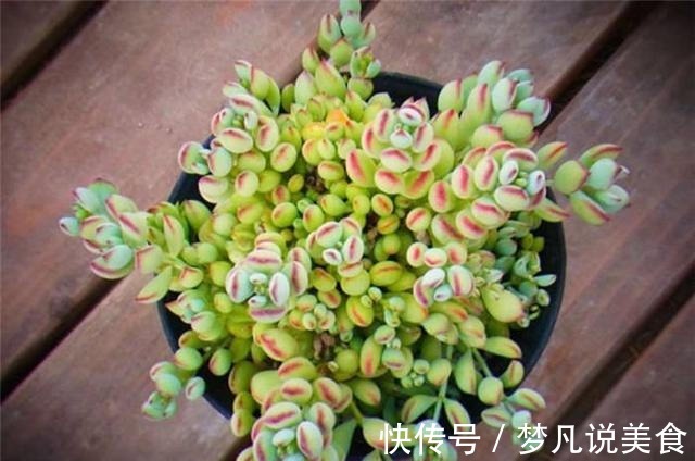 阳台养多肉不能错过的16种,全是名气大的品种,价格不贵还很美