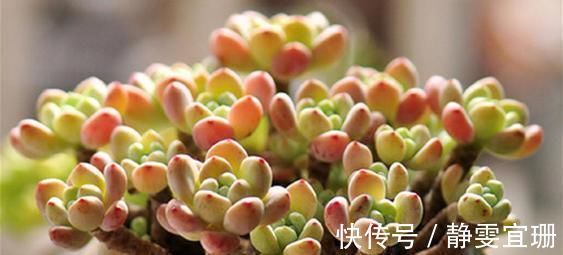 爆盆|家里养多肉，掌握几个要点，肉嘟嘟真好看，新手也能养爆盆