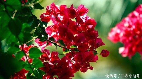 三角梅|三角梅花色绚丽,花期长,易栽培,栽种三角梅要注意什么?