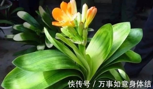 盆栽君子兰，这3方面全做对了，才能“攻克”不开花的难题
